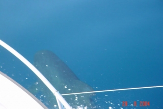  Observar animales marinos 